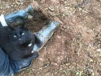 Nimbus helps in the garden