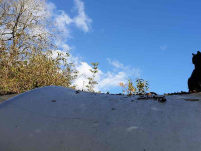 Nimbus on the polytunnel