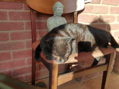 Nimbus and Buddha experiencing the sunshine