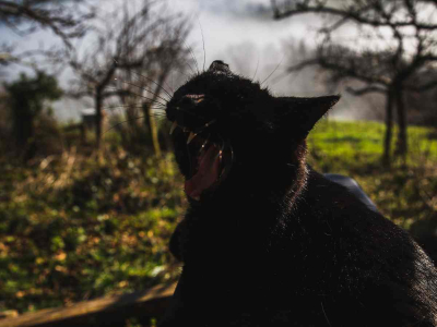 Nimbus. February 2018.
