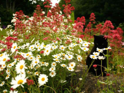 Nimbus in the flowers in June 2015