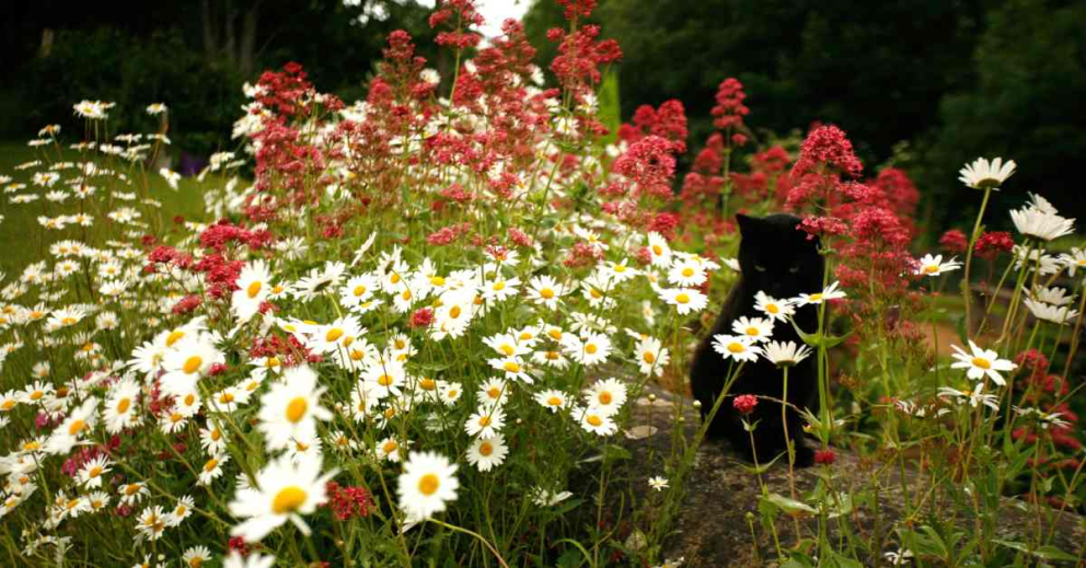 Nimbus in the flowers in June 2015