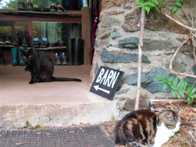 Nimbus and Cirrus awaiting retreatants' arrival. Maybe.