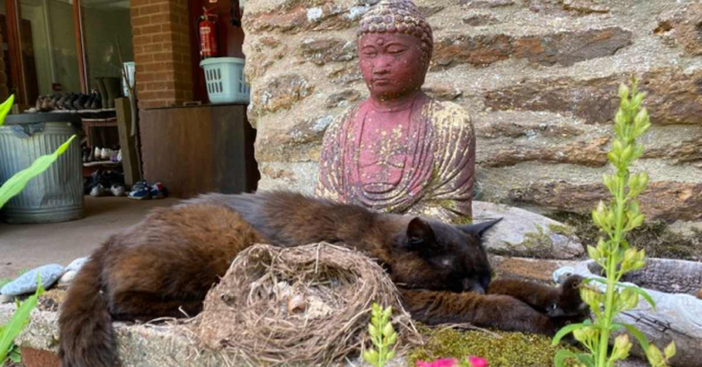 Sweet, sweet cat. Xx