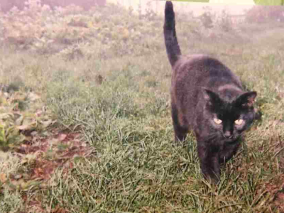 I stayed in 2019 and bought a disposable camera and got this picture of Nimbus 🧡