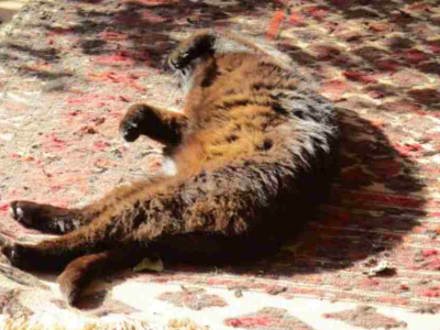 Here’s dear Nimbus in a sunbeam during my retreat in July 2024. I’m so sorry to hear of his passing. Both he and Cirrus made it an even more special experience 😢