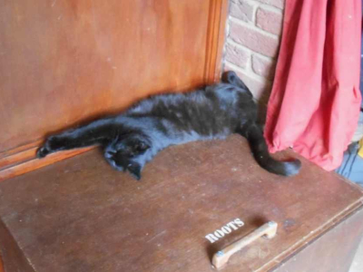 Roots and cat-culture