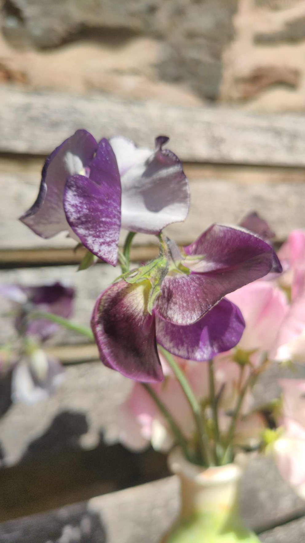 Sweet peas named Nimbus, in memory of The Barn retreat centre's black cat Nimbus
