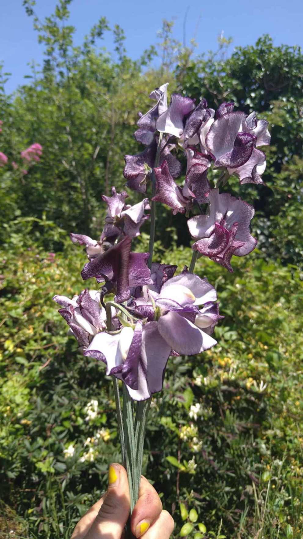 Sweet peas named Nimbus, in memory of The Barn retreat centre's black cat Nimbus