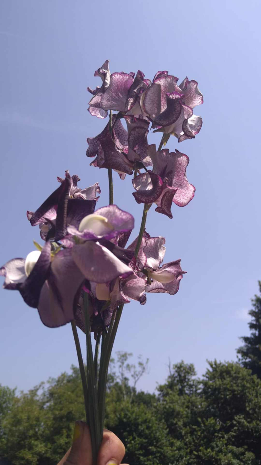 Sweet peas named Nimbus, in memory of The Barn retreat centre's black cat Nimbus