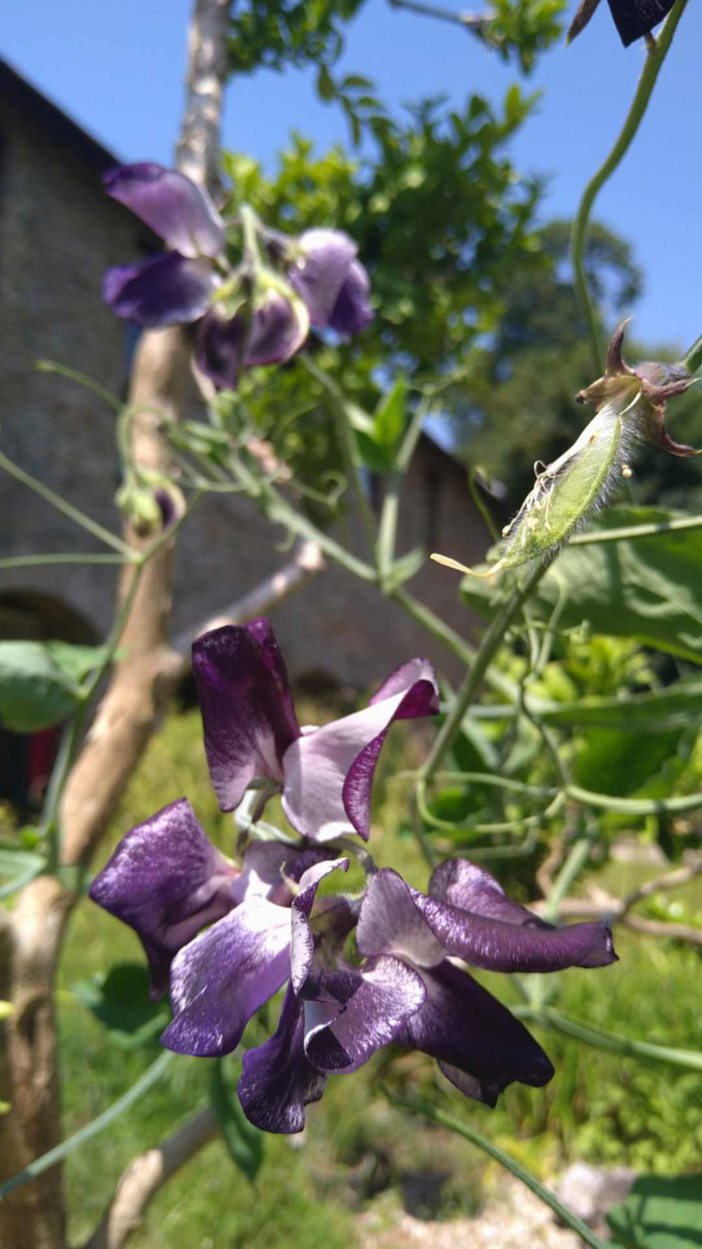 Sweet peas named Nimbus, in memory of The Barn retreat centre's black cat Nimbus