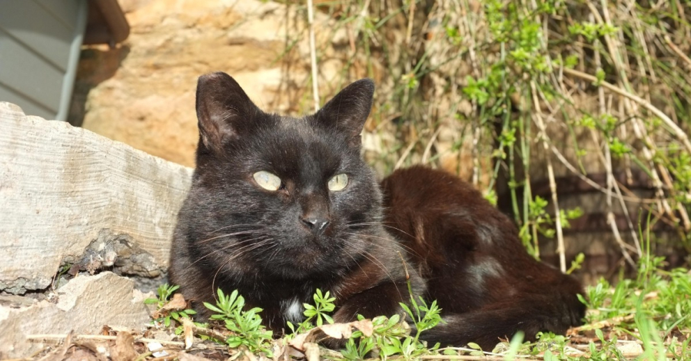 I was one of those lucky enough to have Nimbus enjoy sitting on my lap. In fact, one day he managed to sneak into my room in The Barn and make himself comfortable on my bed. I felt blessed to have him like my company. RIP Nimbus. You will be missed! ❤️🙏