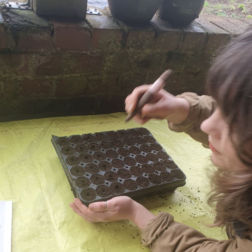 Seed saving at The Sharpham Trust