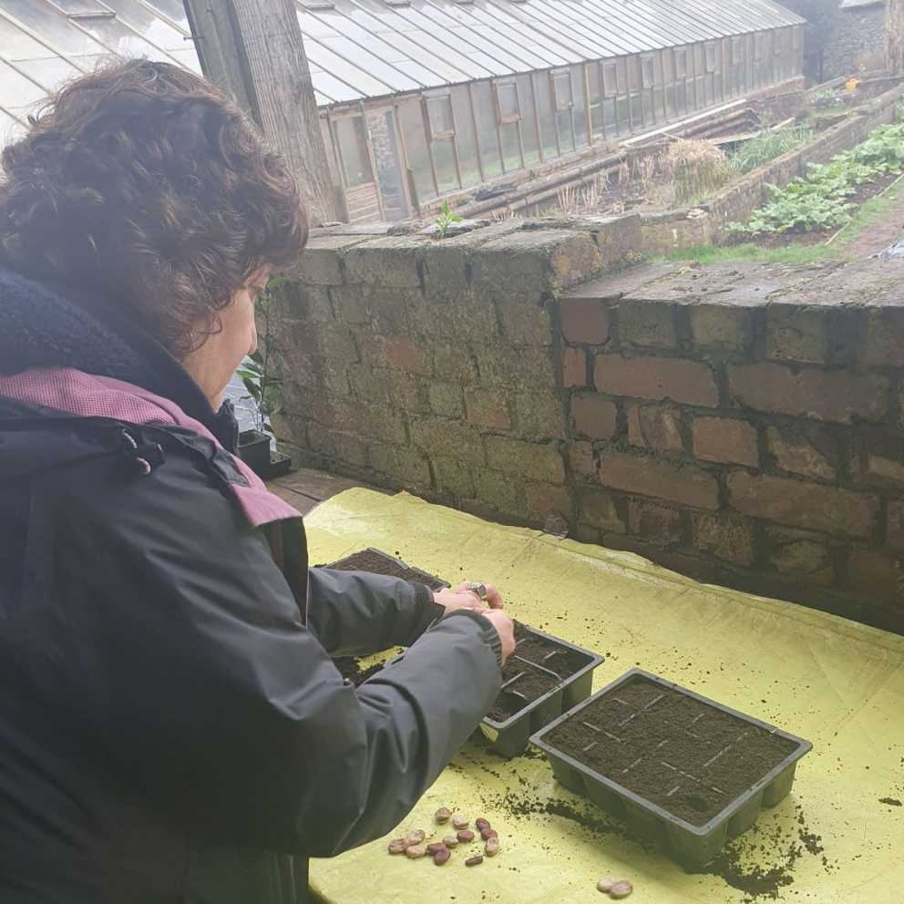 Seed saving at The Sharpham Trust