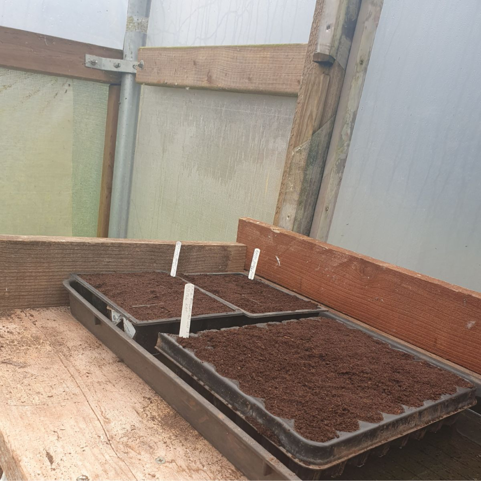 Seed saving at The Sharpham Trust