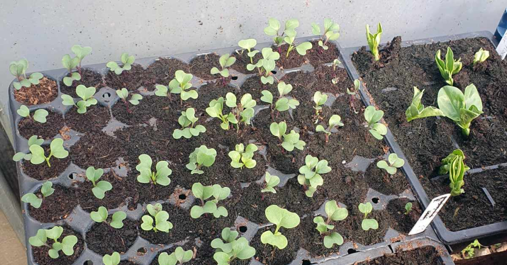 Seed saving at The Sharpham Trust
