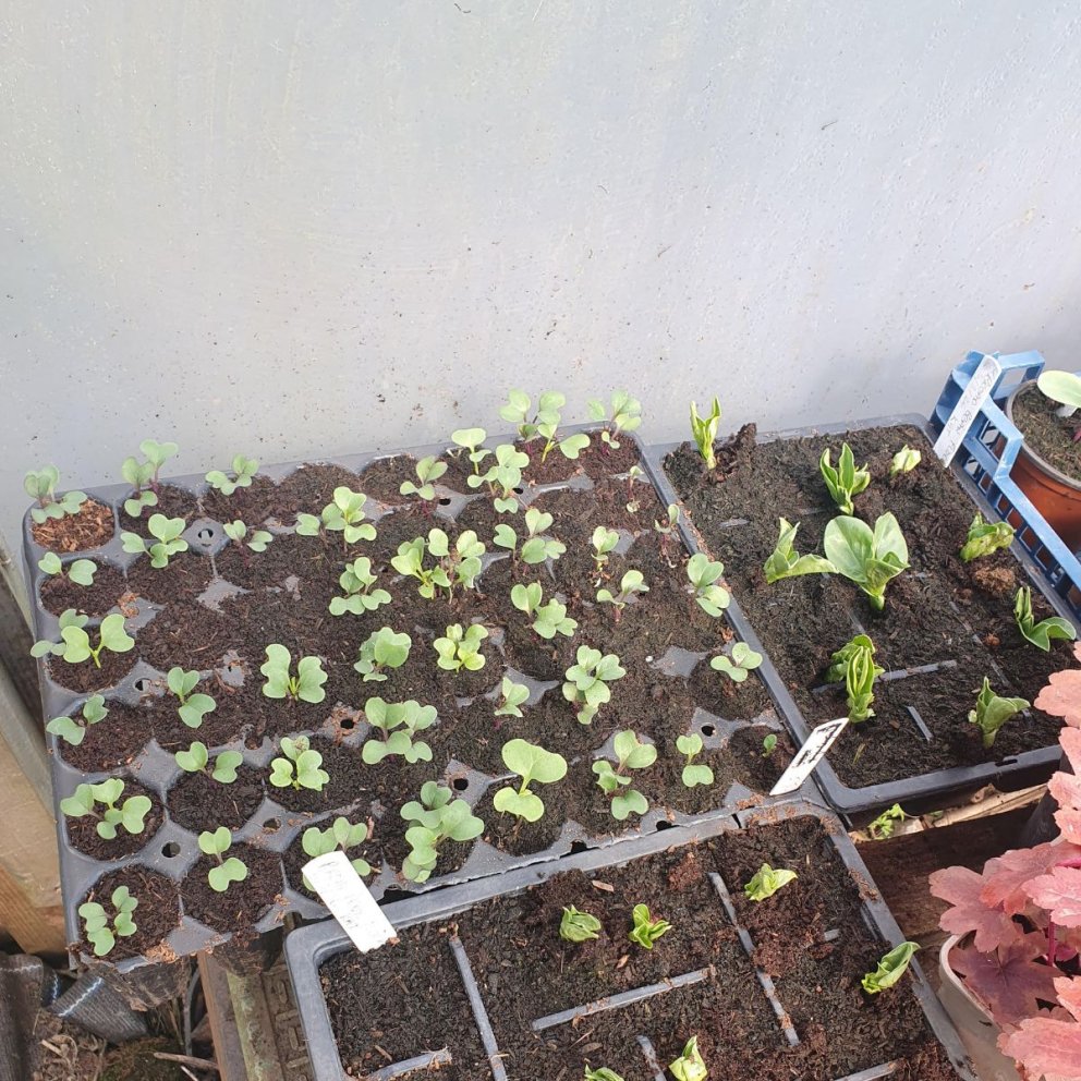 Seed saving at The Sharpham Trust