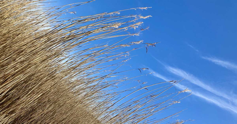 Reeds on the Sharpham Estate against a blue sky with vaporous clouds