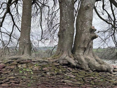 Beech trees on the wall of the restored Devon linhay barn at Point Field on the Sharpham Estate
