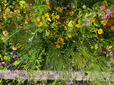 In the Walled Garden at Sharpham House in high summer