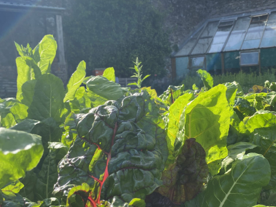 In the Walled Garden at Sharpham House in high summer