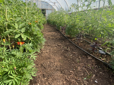 Inside the polytunnel in the Walled Garden at Sharpham House