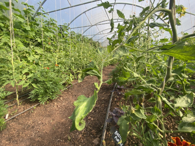 Inside the polytunnel in the Walled Garden at Sharpham House