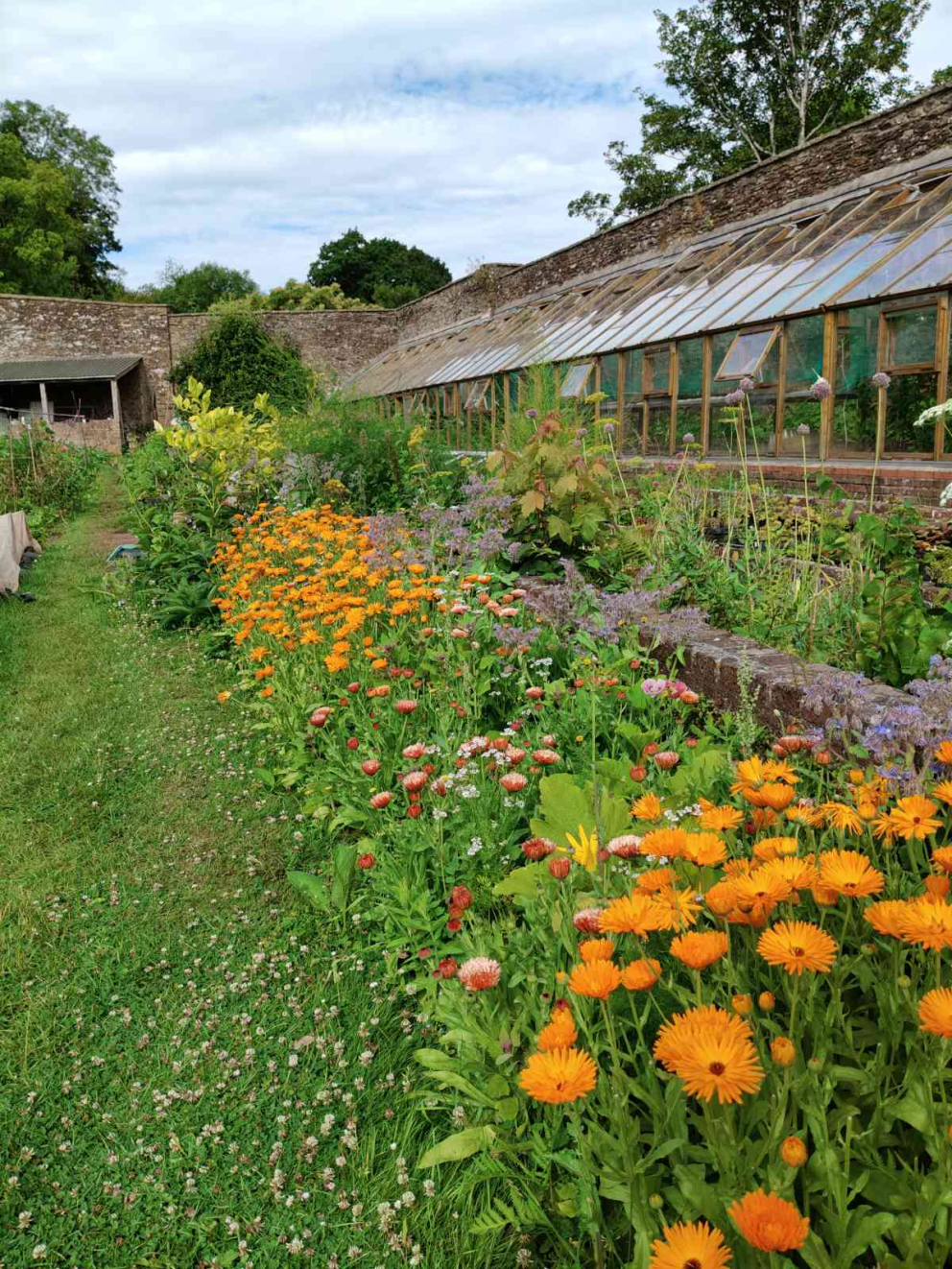 Our bed of Calendula in the Walled Garden - July 2025