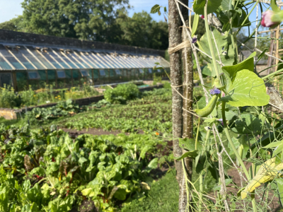 In the Walled Garden at Sharpham House in high summer
