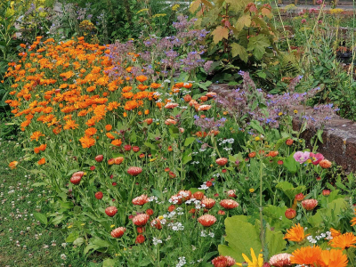 Our bed of Calendula in the Walled Garden - July 2025