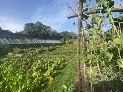 In the Walled Garden at Sharpham House in high summer