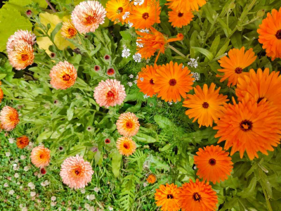 Calendula types growing in our Walled Garden, including Calendula officinalis (right) and Calendula – Triangle Flashback / Zeolights - July 2025
