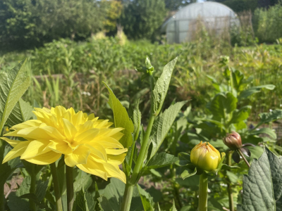 In the Walled Garden at Sharpham House in high summer