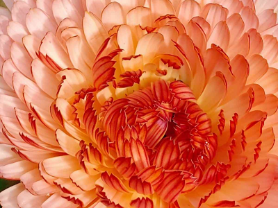 Close up of Calendula – Triangle Flashback / Zeolights in our Walled Garden - July 2025