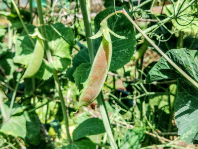 Sugar snap pea 'Spring Blush' in the Walled Garden at Sharpham House