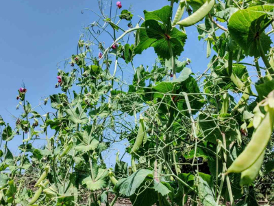 Sweet peas for cut flowers on a willow structure made with our volunteers in the Walled Garden at Sharpham House