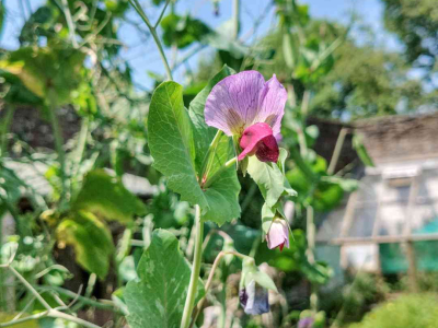 Sugar snap pea 'Spring Blush' in the Walled Garden at Sharpham House