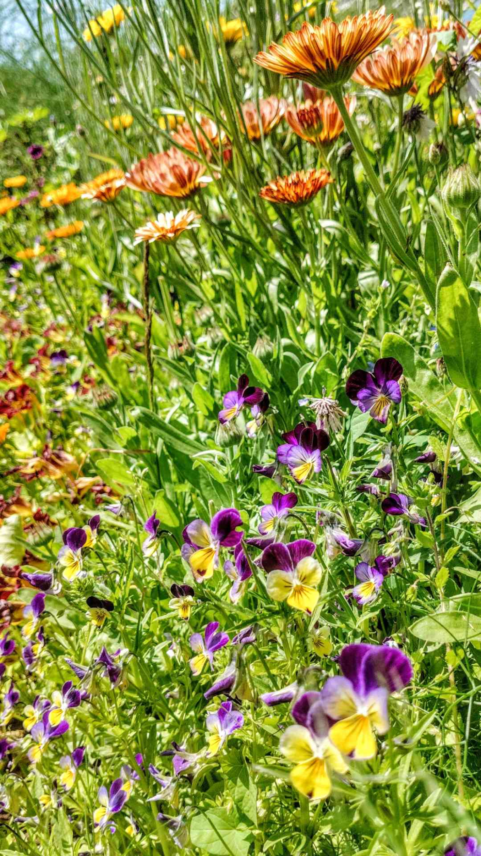 Edible flower bed: featuring violas, pansies, calendula, cornflowers, mallow, nasturtium in the Walled Garden at Sharpham House