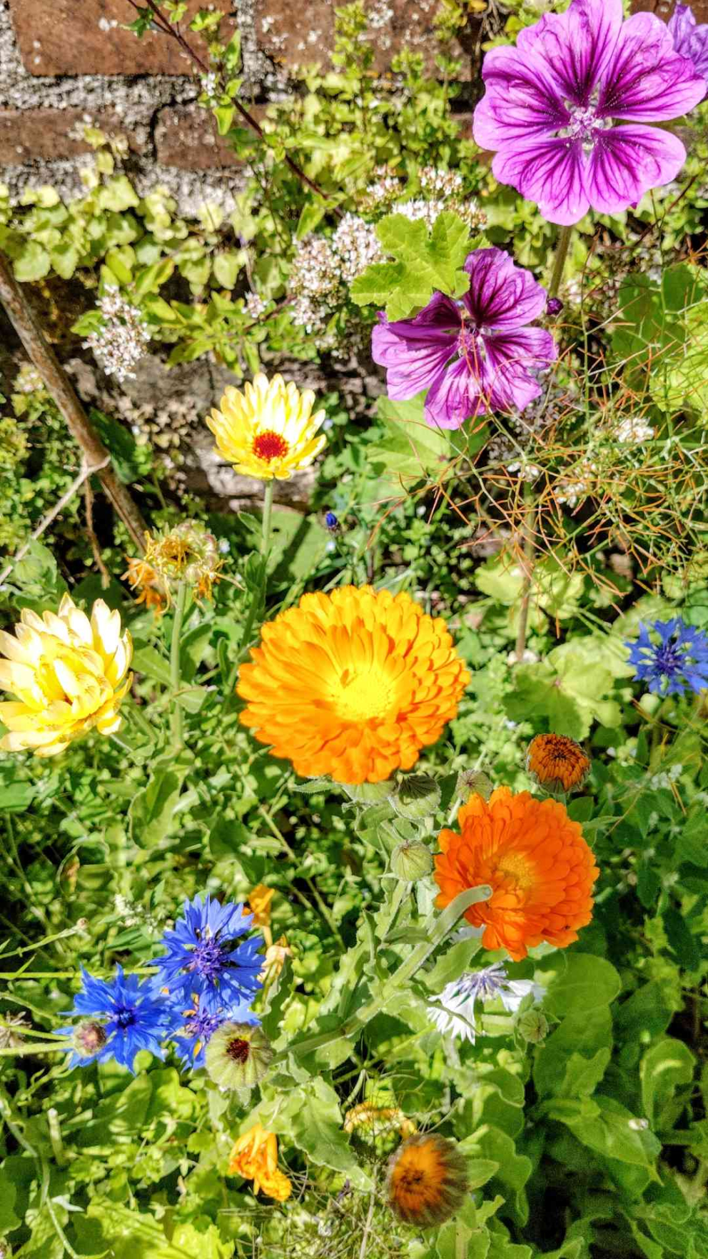 Edible flower bed: featuring violas, pansies, calendula, cornflowers, mallow, nasturtium in the Walled Garden at Sharpham House