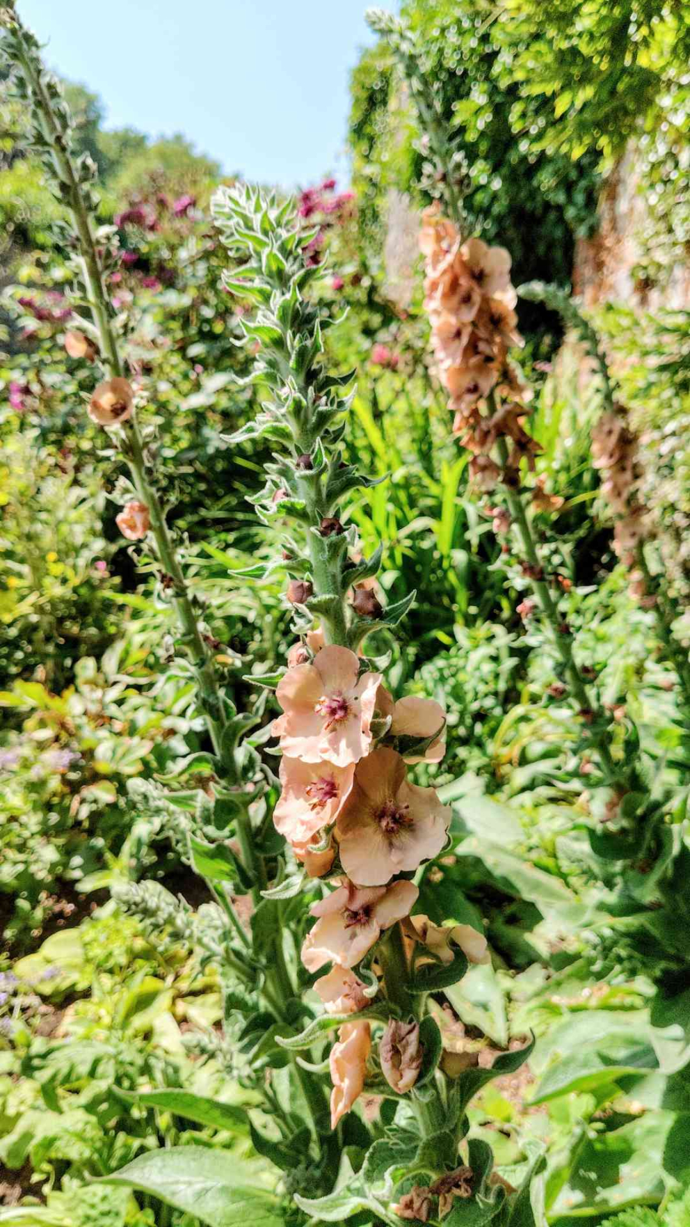 Verbascum 'Helen Johnson' in the Wisteria border at Sharpham House