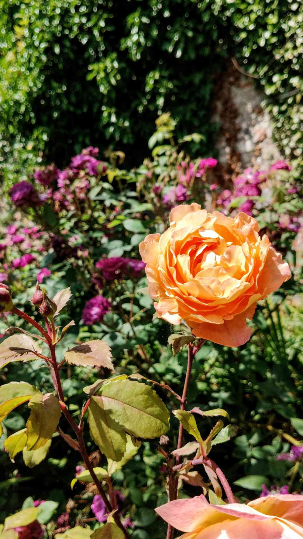 David Austin rose 'Lady of Shalott' in the Wisteria border at Sharpham House