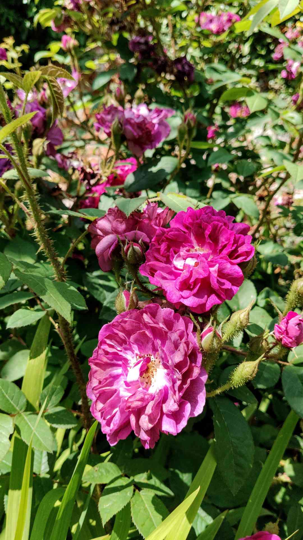 David Austin rose 'William Lobb' in the Wisteria border at Sharpham House