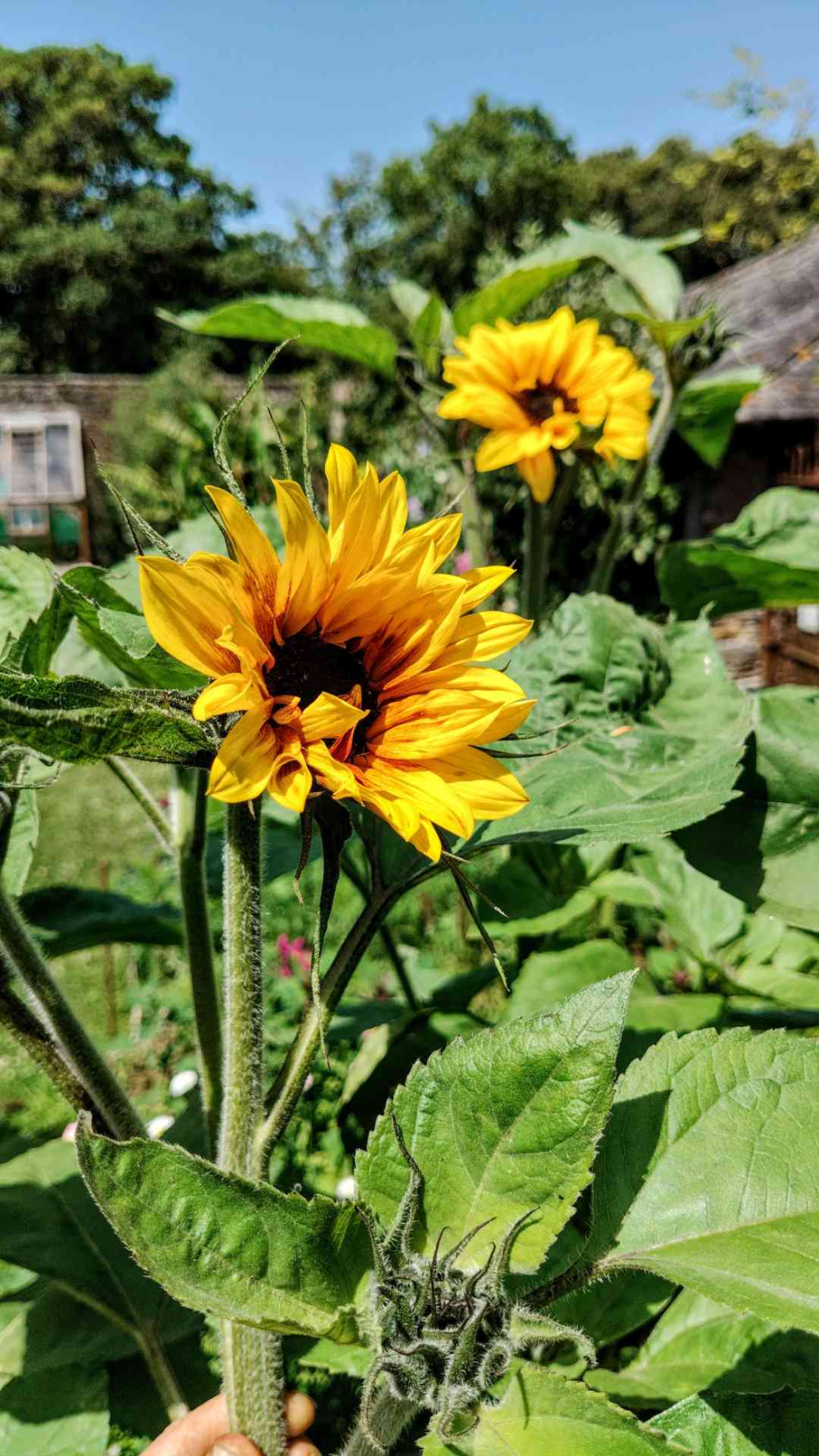 Sunflower in the cut flower bed in the Walled Garden at Sharpham House