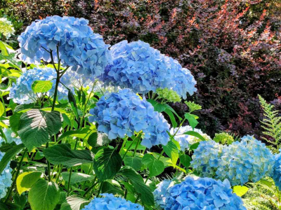 Blue hydrangea at the top of the woodland at Sharpham House, Berberis darwinii in the background