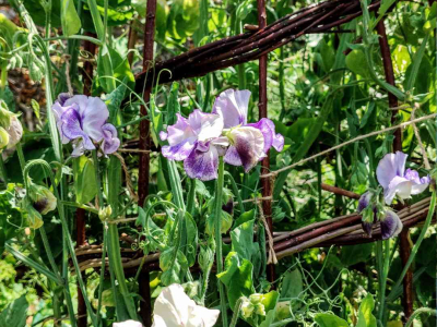 Sweet peas for cut flowers on a willow structure made with our volunteers in the Walled Garden at Sharpham House