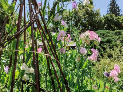 Sweet peas for cut flowers on a willow structure made with our volunteers in the Walled Garden at Sharpham House