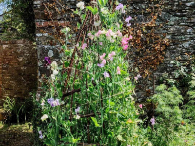 Sweet peas for cut flowers on a willow structure made with our volunteers in the Walled Garden at Sharpham House