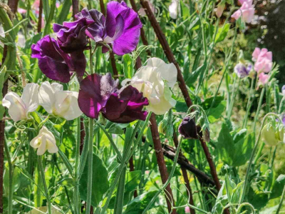 Sweet peas for cut flowers on a willow structure made with our volunteers in the Walled Garden at Sharpham House