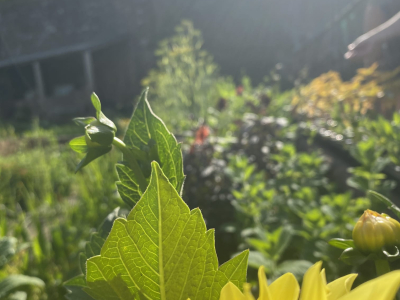 In the Walled Garden at Sharpham House in high summer