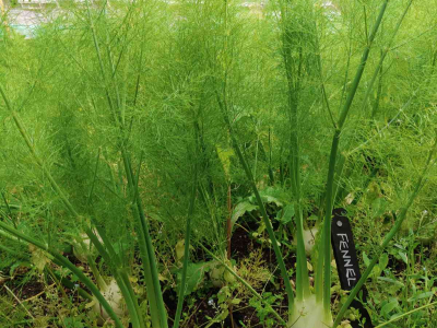 Fennel growing in the Walled Garden at The Sharpham Trust - July 2025